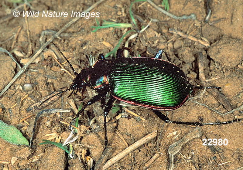 Fiery Searcher (Calosoma scrutator)